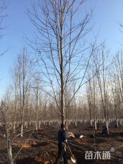 15公分美国红枫