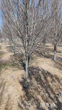 14公分欧洲鹅耳枥