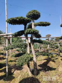 20公分造型榔榆