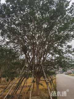 高度550厘米红花紫薇