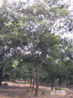 25公分朴树