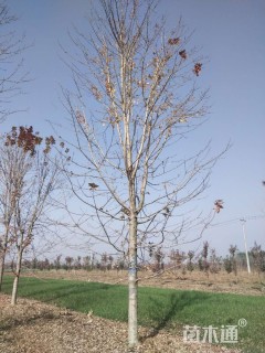 18公分美国红枫