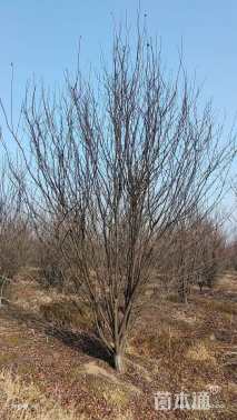 高度450厘米丛生紫叶李