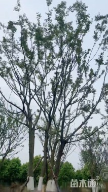 60公分(5杆)丛生朴树