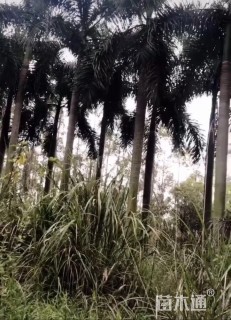 裸干高800厘米大王椰子