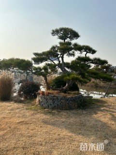 移栽苗造型罗汉松