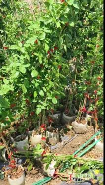 180厘米藤本月季