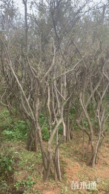 高度2000厘米映山红