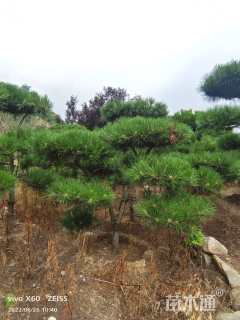 11公分造型黑松