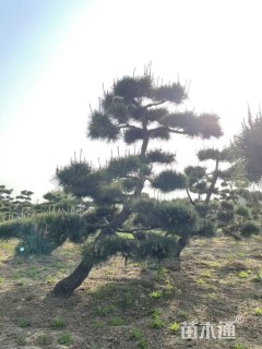 高度150厘米黑松