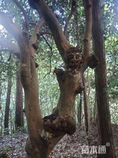 高度500厘米茶树