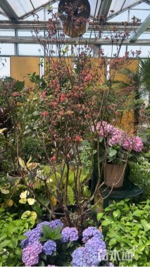 高度300厘米映山红