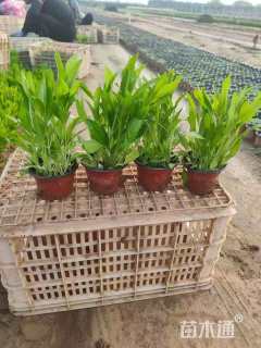 高度20厘米假龙头