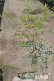 高度30厘米南天竹