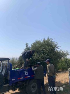 高度250厘米云杉