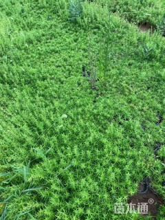 高度10厘米芝樱