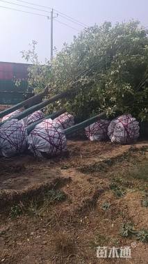 11公分速生白蜡