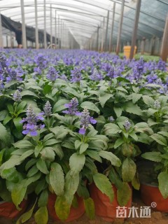 高度30厘米兰花鼠尾草