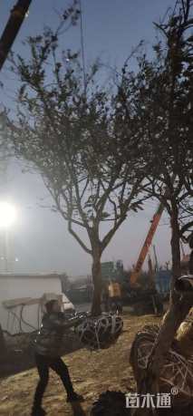 高度400厘米石榴