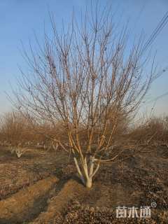 高度700厘米丛生元宝枫