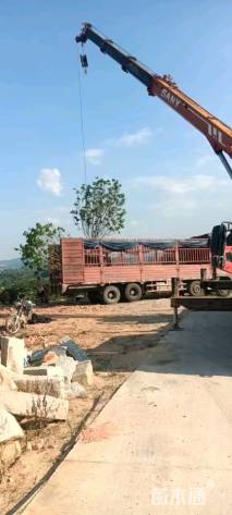 高度400厘米黄皮