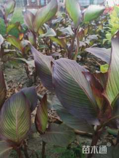 高度60厘米紫叶美人蕉