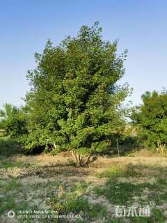 高度450厘米丛生五角枫