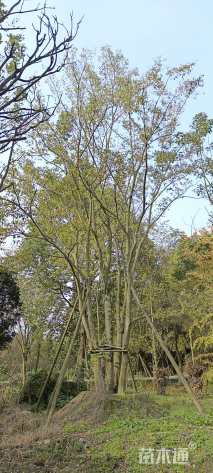 112公分丛生朴树
