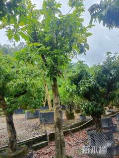 20公分龙眼树
