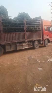 高度400厘米茶花