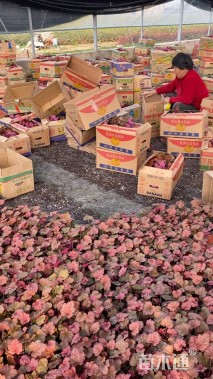 高度15厘米矾根