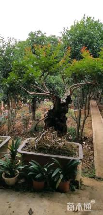 100公分造型紫薇