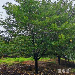 15公分染井吉野樱