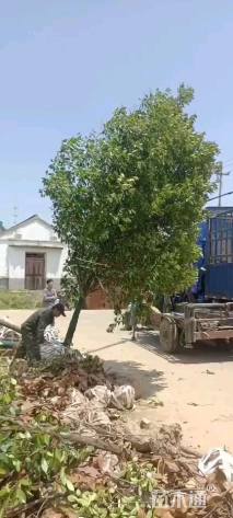 10公分红叶石楠