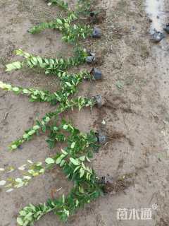 高度40厘米金森女贞