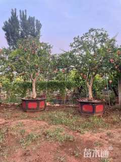 高度400厘米花石榴