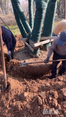 75公分丛生朴树