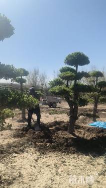 20公分造型卫矛