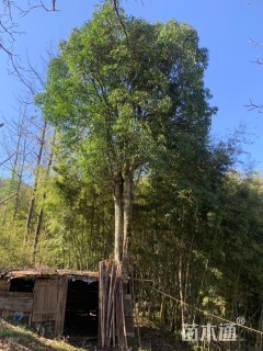 40公分红叶石楠