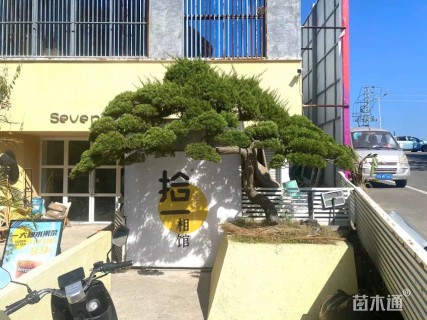 高度180厘米台湾真柏