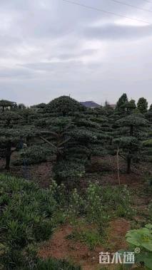 移栽苗造型罗汉松