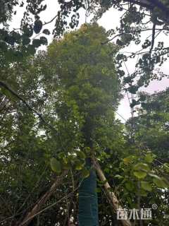 25公分金丝楠木