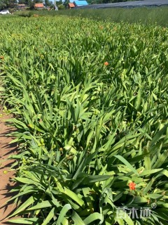 高度15厘米射干