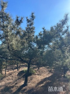 高度300厘米黑松