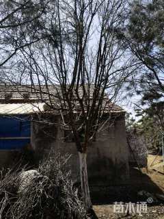 22公分木瓜海棠