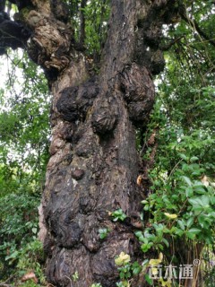 70公分椤木石楠