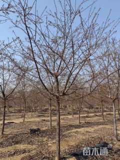 13公分红粉佳人樱