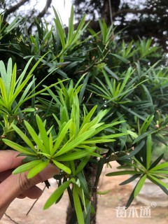 移栽苗造型罗汉松