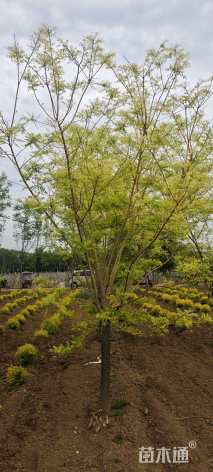 10公分黄金槐