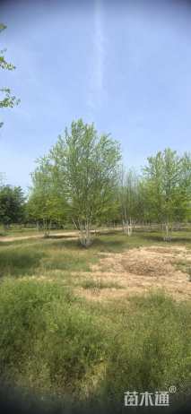 高度600厘米丛生河桦